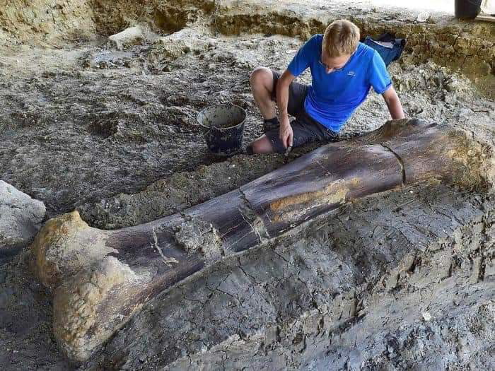 140 million years old,500kg Dinosaur femur Discovered in France.