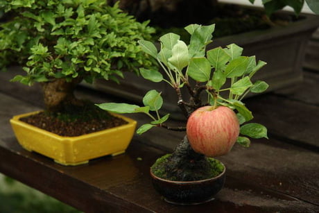 A bonsai apple tree growing a full-sized apple
