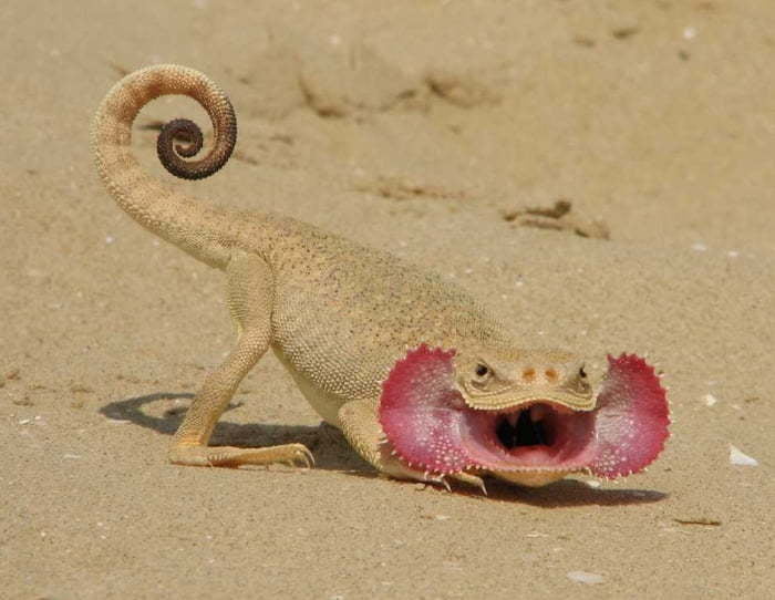 A Chameleon tail, a Toad Head and Sarcastic Fringehead Mouth = The Secret Toadhead Agama