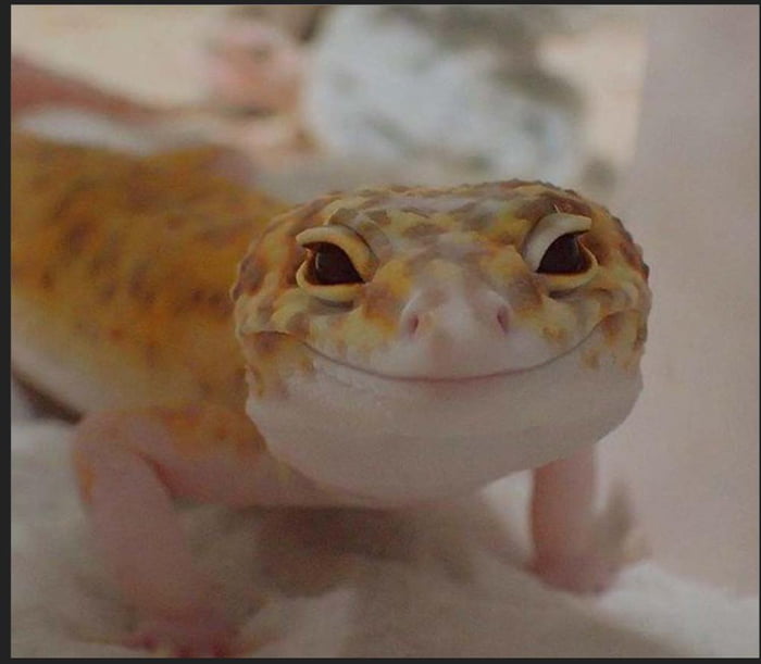 A cute little leopard gecko