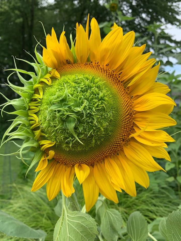 A Diseased Sunflower. The infection is likely "asters yellow."