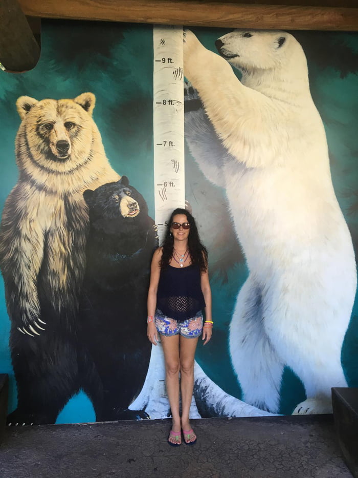 A polar bears size compared to a human