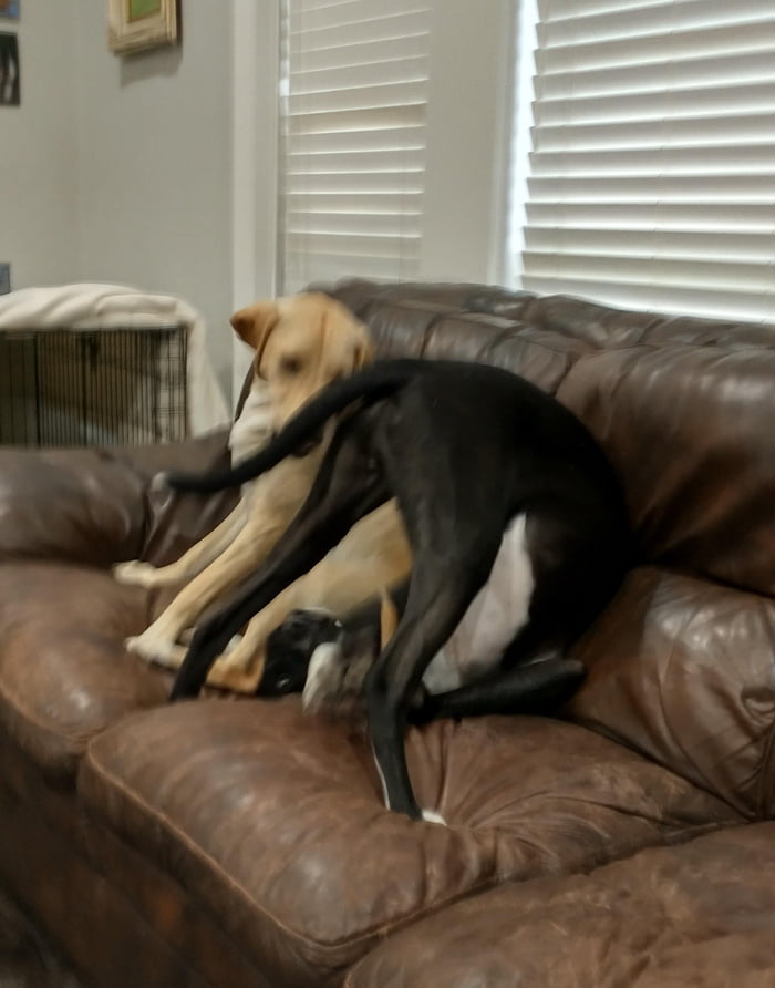 A super secret wrestling move. It's called "go in with your head down and tail in the air." just don't bite your own leg.