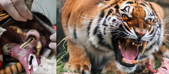 After an accident this tiger had its tooth replaced with a gold one.