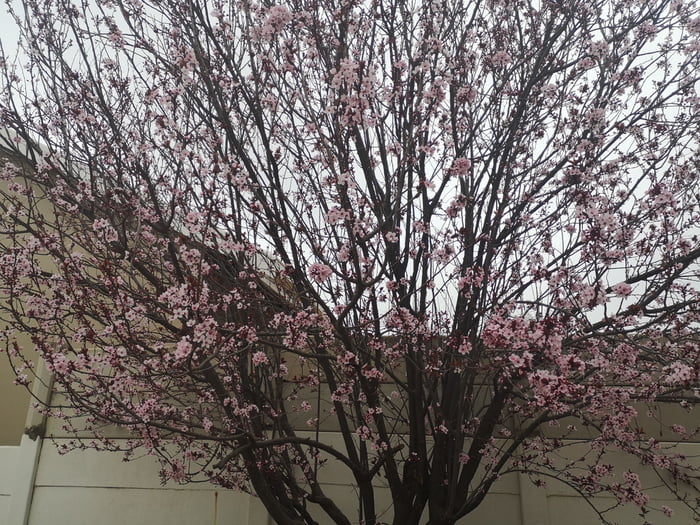 After fighting depression for 2 years and being unemployed for 1.5 years, we moved from a shitty 2bed apartment to a house, and I finally got a job, I beat depression and now you can have a pretty tree to look at