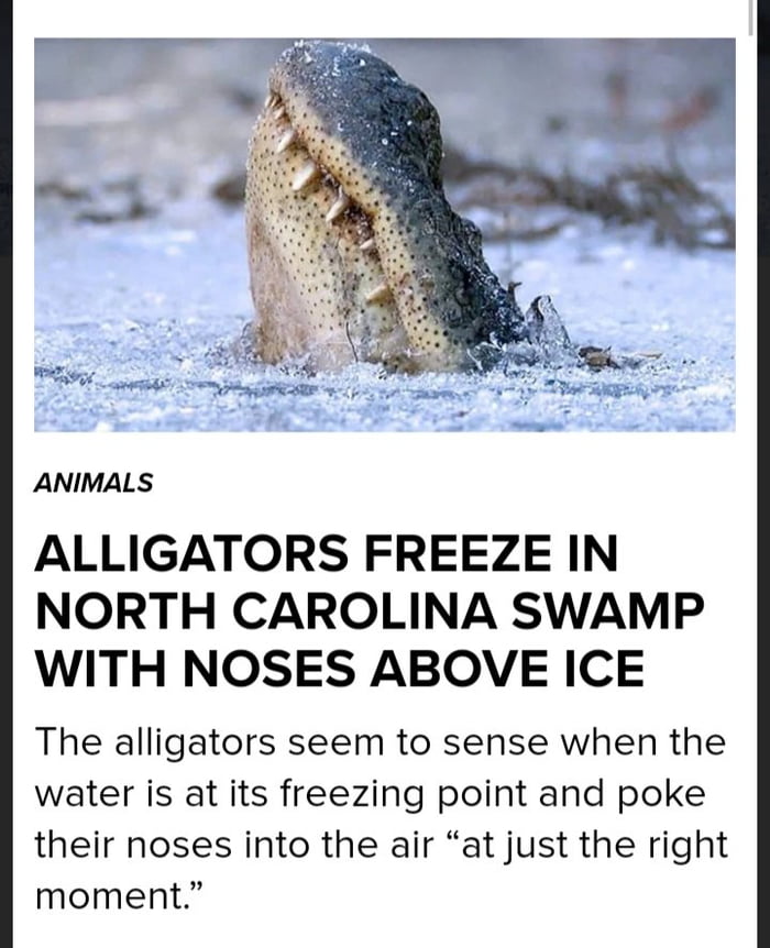 Alligators survive in frozen waters by sticking their nose above the ice and entering a state of "brumation"