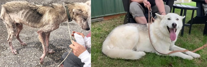 Amazing Transformation After Being Rescued