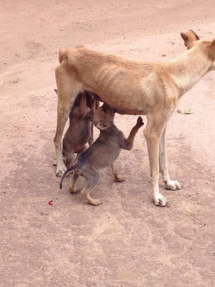 An emaciated mother providing for her pups against all odds in the Bolivian countryside