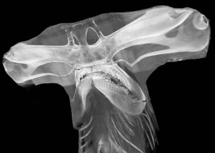 An X-ray of a hammerhead shark