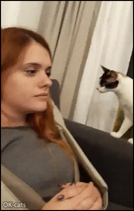 Angry cat fights with her boss.