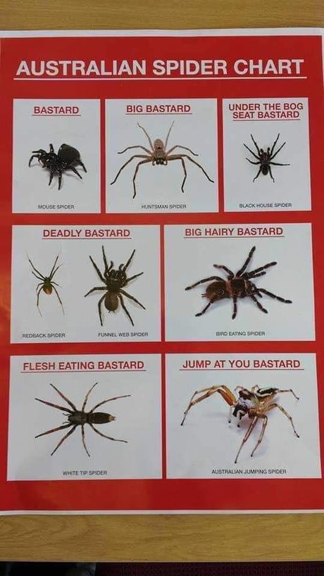 Aussie spiders