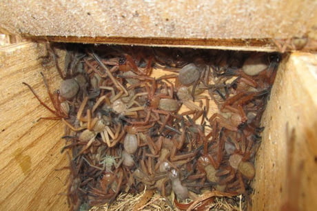 Australia is one f**king scary place (Huntsman spider nest)