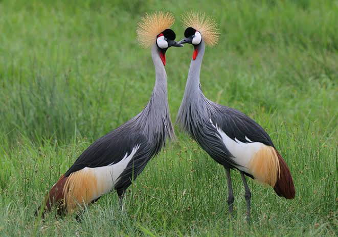Awesome birds post #12 Grey crowned crane