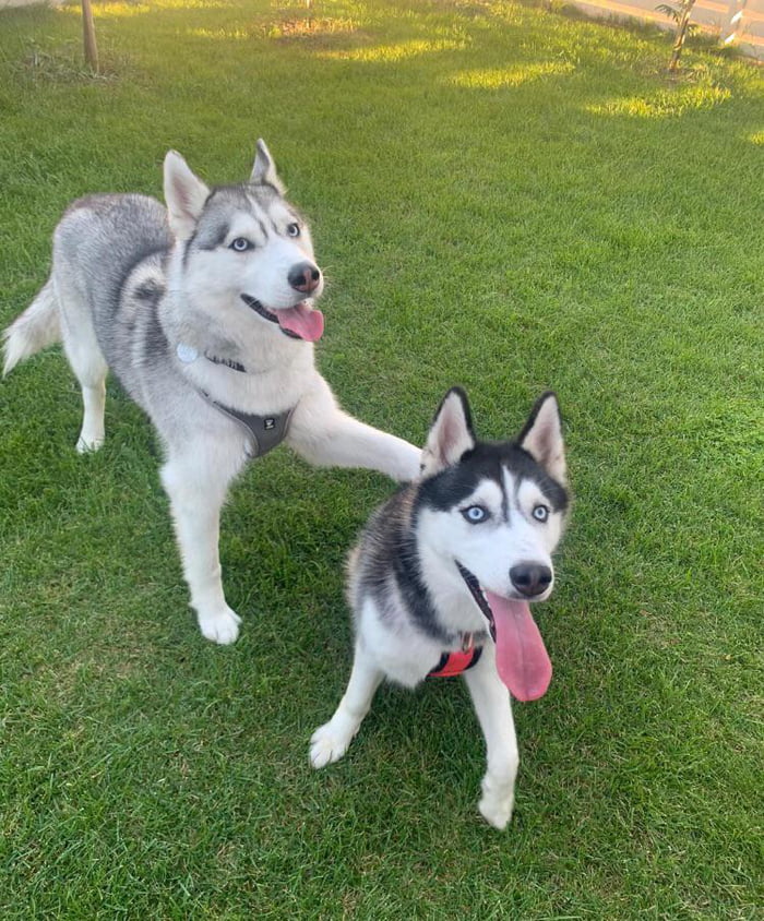 Best friends with an extra sized tongue!