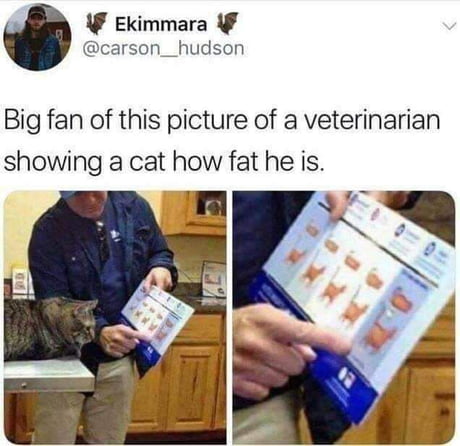 Big cat