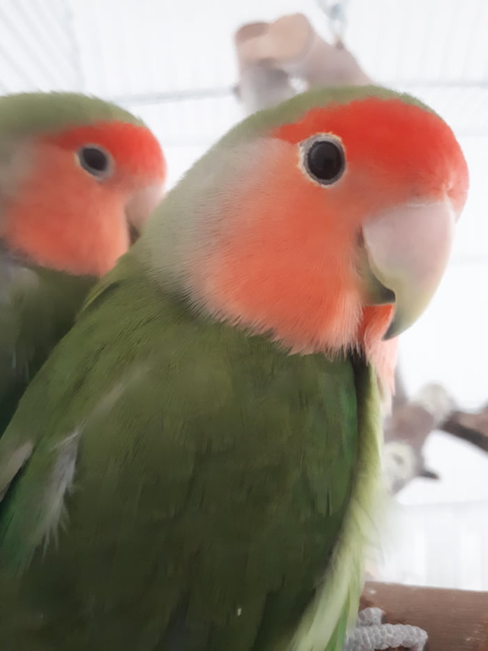 Birb eye bleach