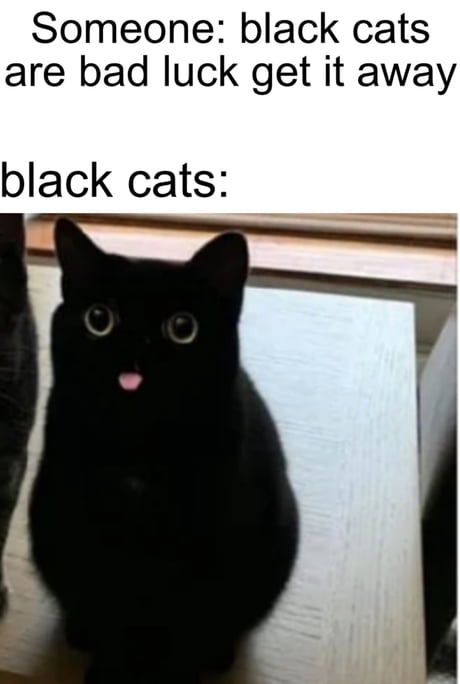 Black cats matter