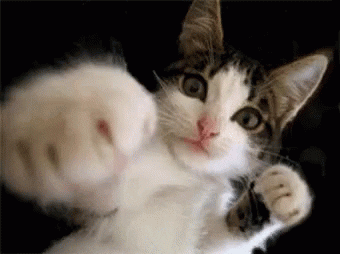 Boxing cat gif.