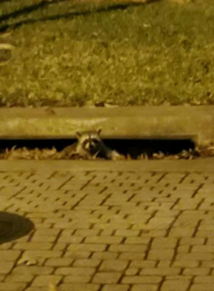 Can someone make something from this