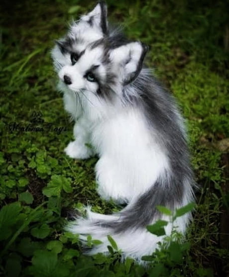 Canadian marble fox is basically a husky but in cat version.