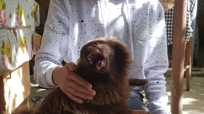 Captured this doggo in the right moment