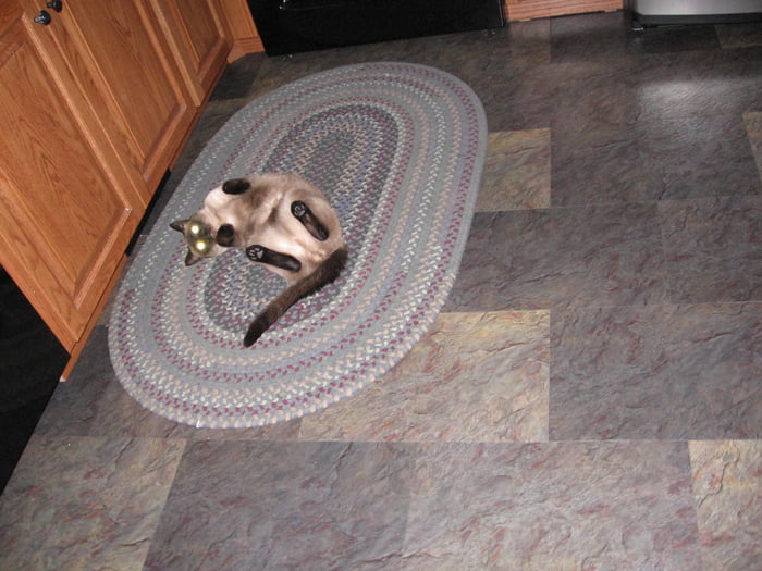 Cats always find a way to creep us out..