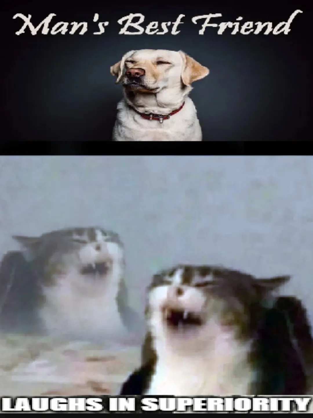 Cats are the man's real friends!