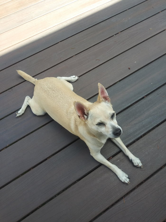 Caught Chachi cooling his belly