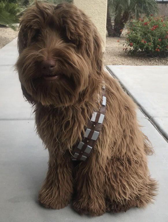 Chewbacca cosplay