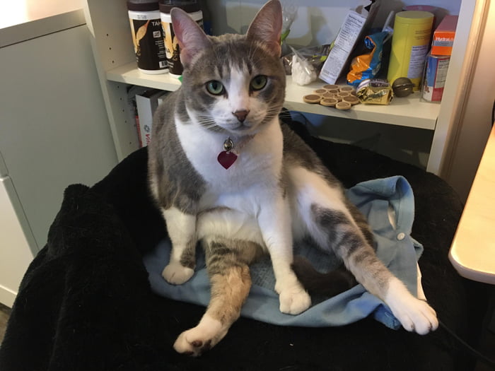 Chillin on her heating pad on a hot summer day