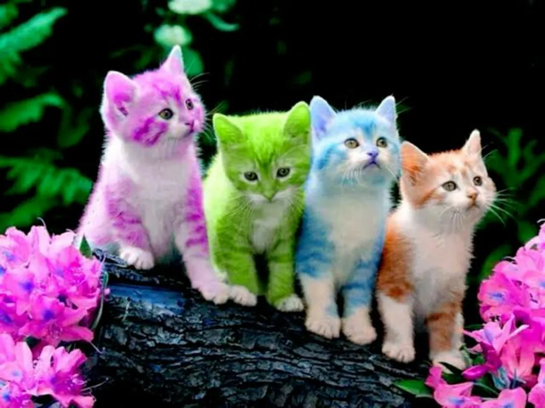 Colorful cats
