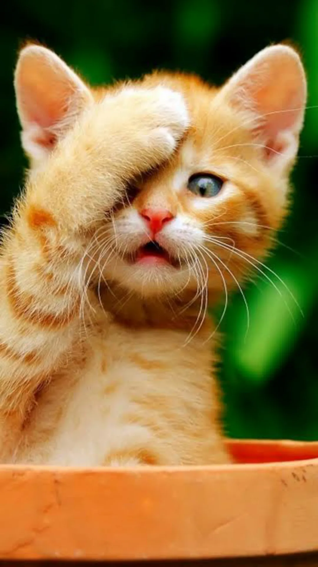 Cute kitten wallpaper hd.