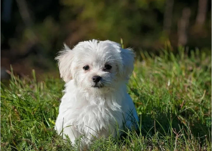 Cutest puppy i guess