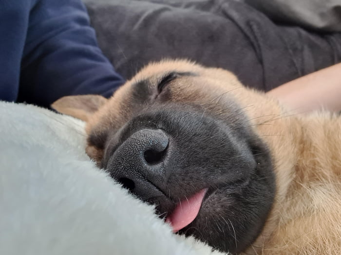 Derpy Dog Nap