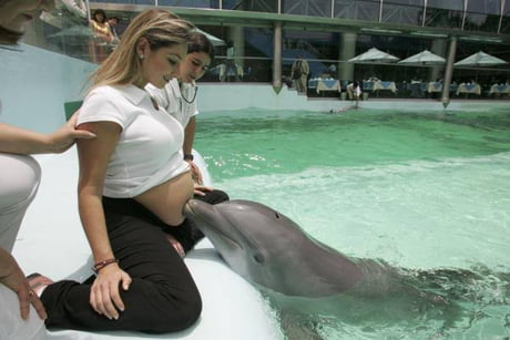 Dolphins love pregnant women because they communicate by ultrasound, besides mom's heartbeat they can also hear baby's heartbeat they find it fascinating.
