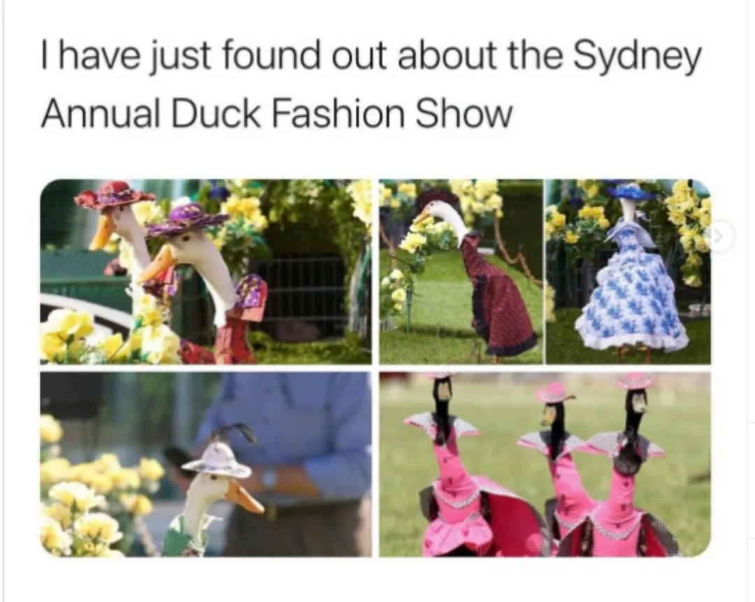 Duck fashion show