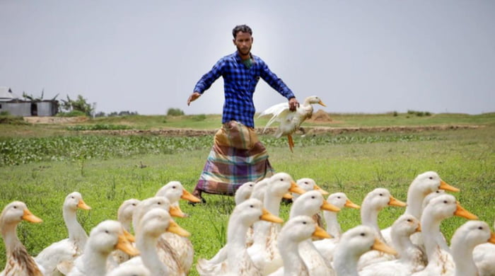 Farmers in Bangladesh are raising ducks instead of chicken because ducks are able to swim during floods.