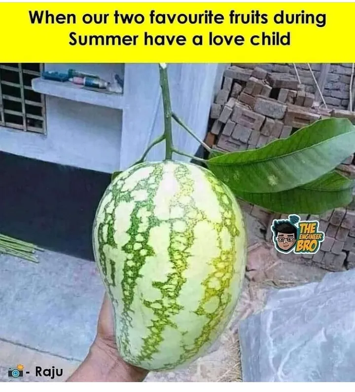 Fevrate frite during summer