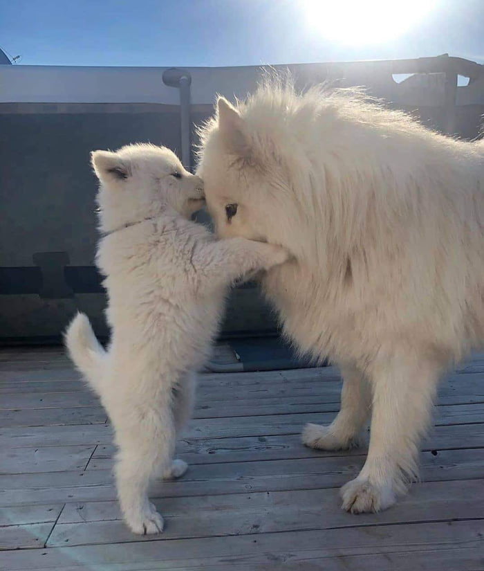 Floofy kisses for mama