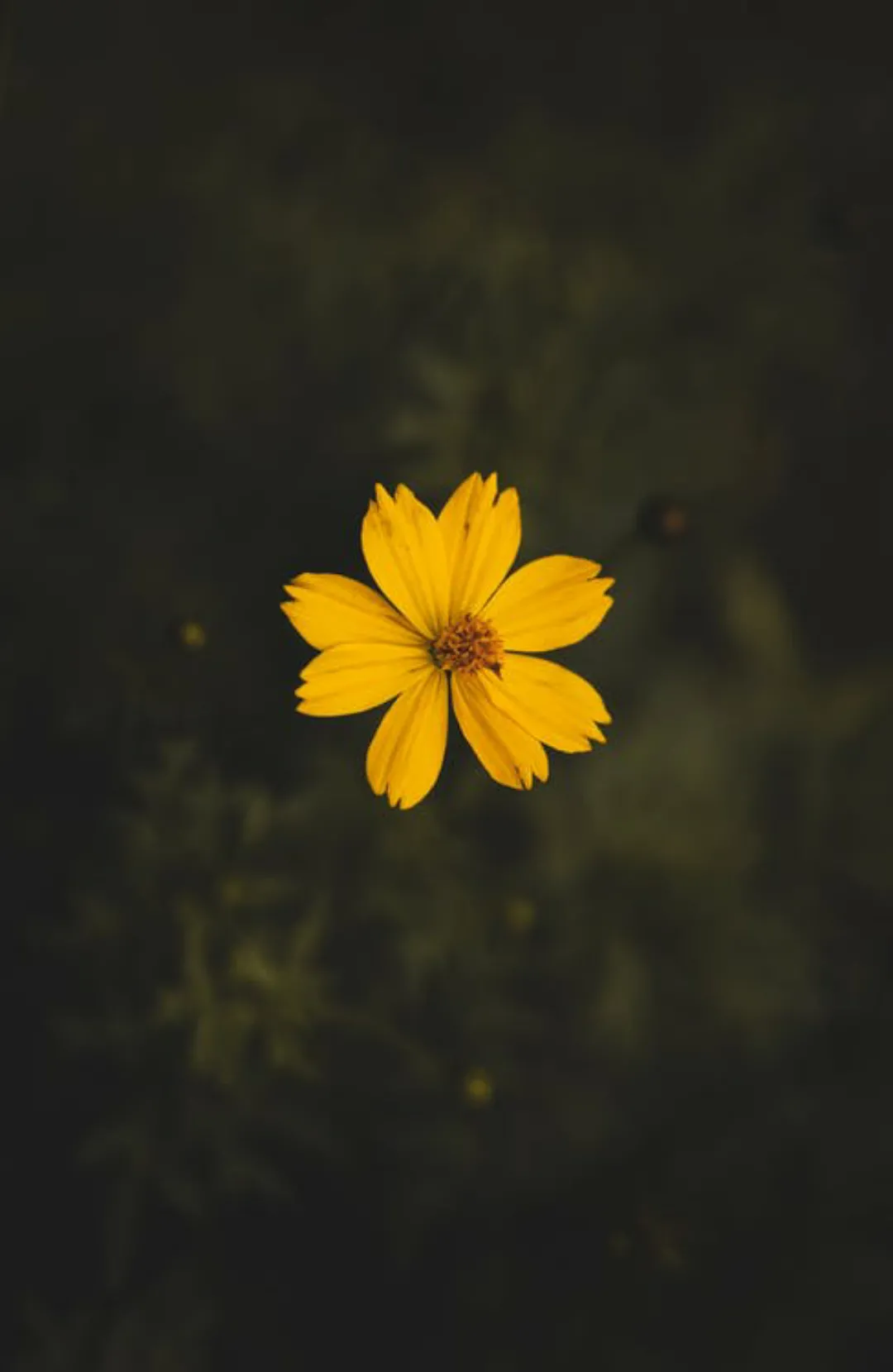 Flowers wallpaper hd