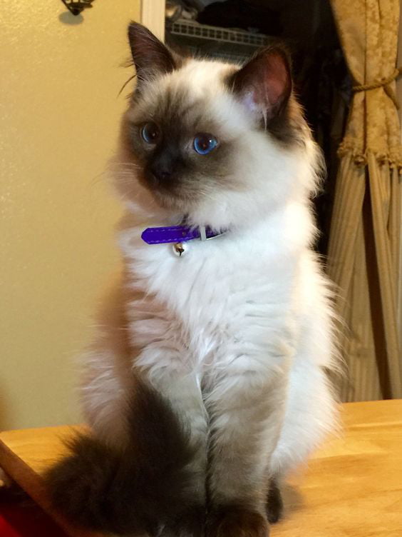 Fluffy ragdoll