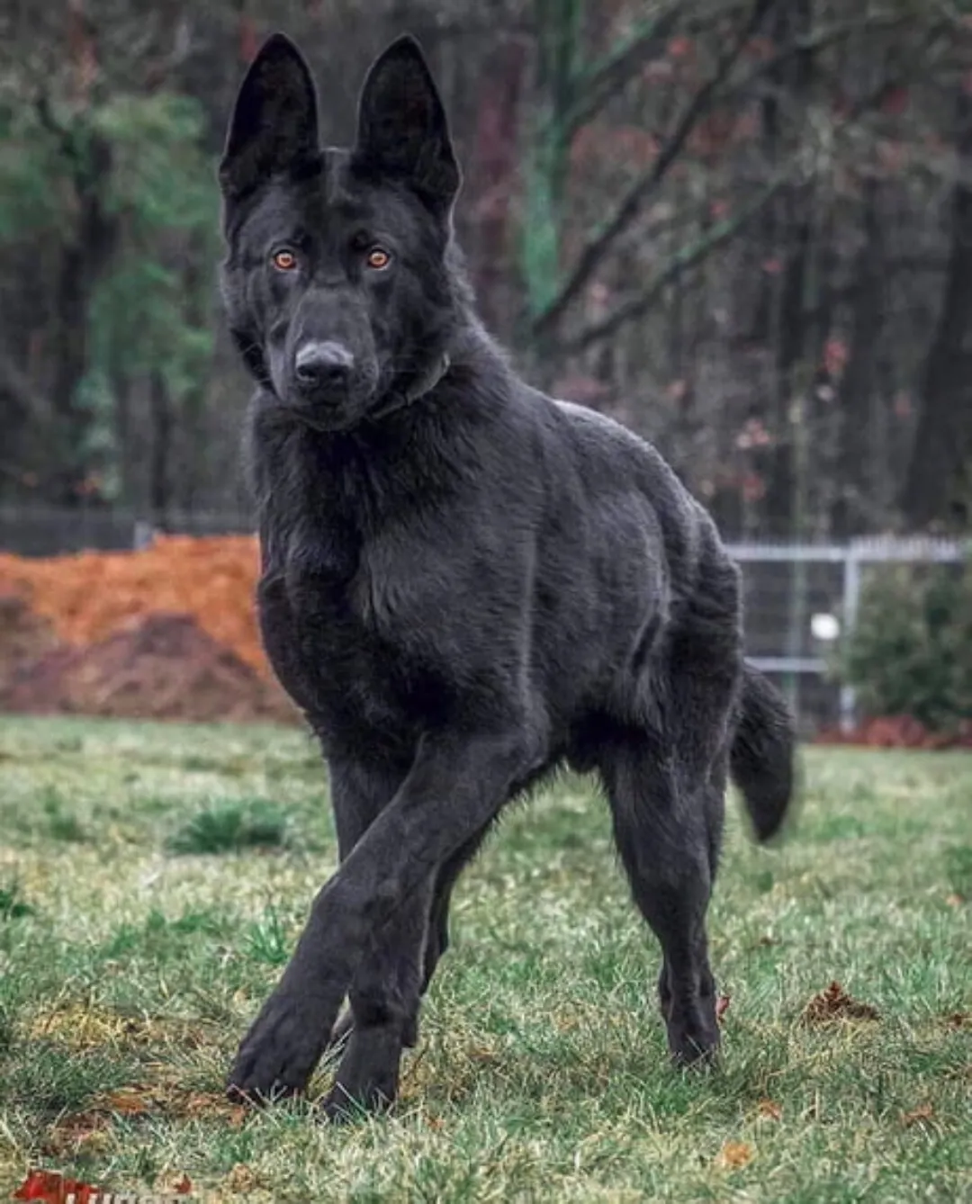 Fully black German shepherd!