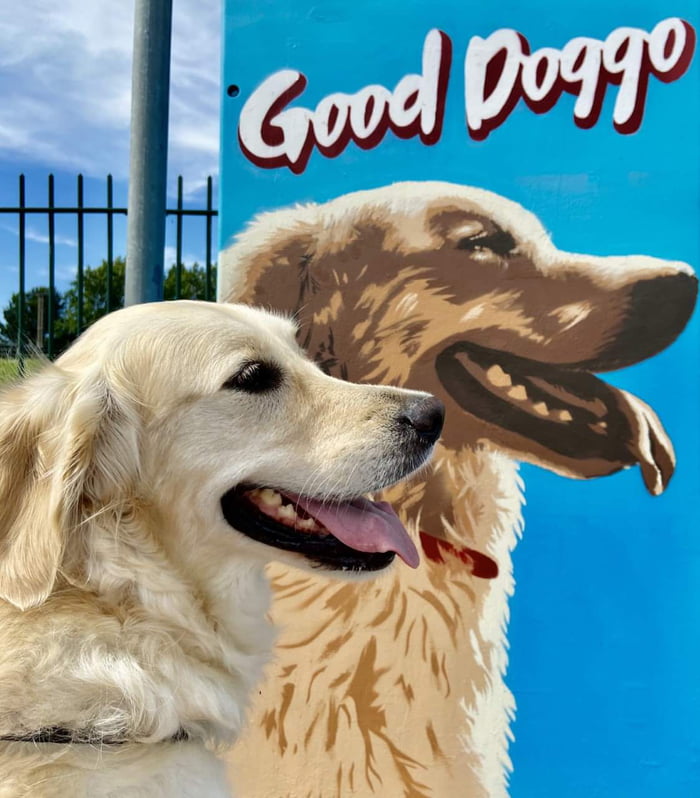 Good doggo, by Dublin artist Shane Noonan, who is also the guardian of this good doggo
