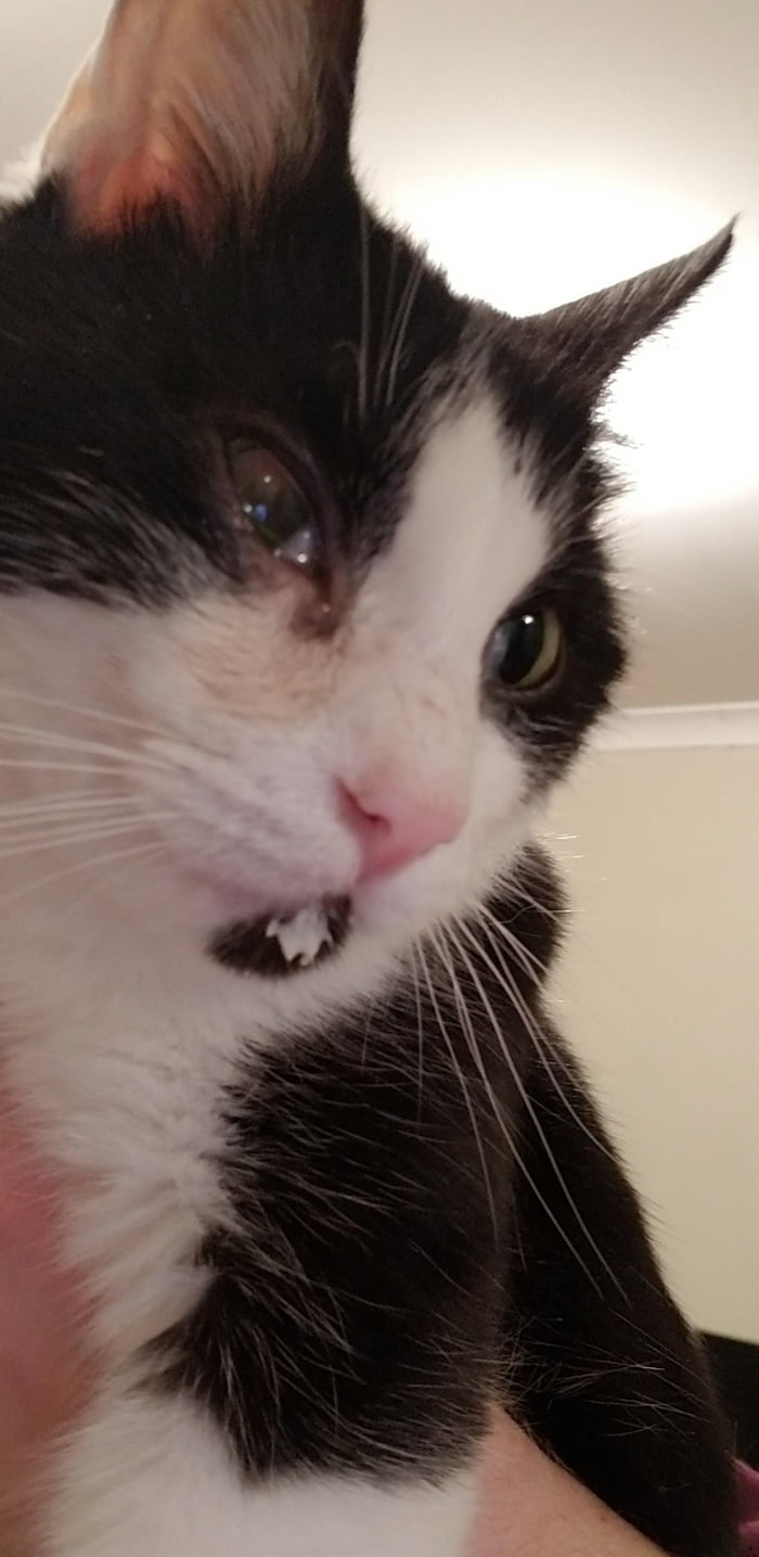 Had his teeth cleaned and dear duct flushed earlier today. Still high as a kite wandering around with milk on his chin.