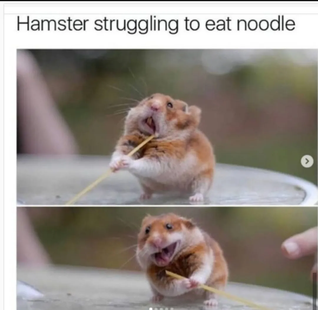 Hamsters struggle