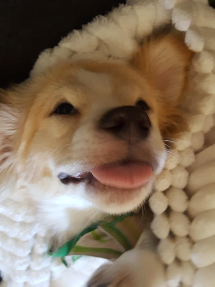 Happy chiweenie with a wholesome smile