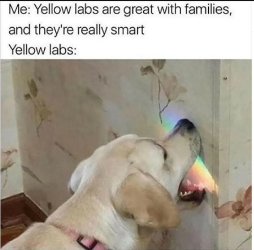 He probably thinks that he will become a unicorn