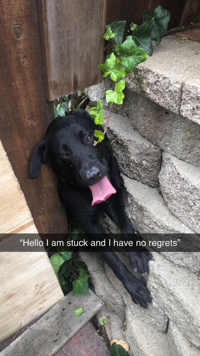 He was trying to find a tennis ball...we got him out eventually