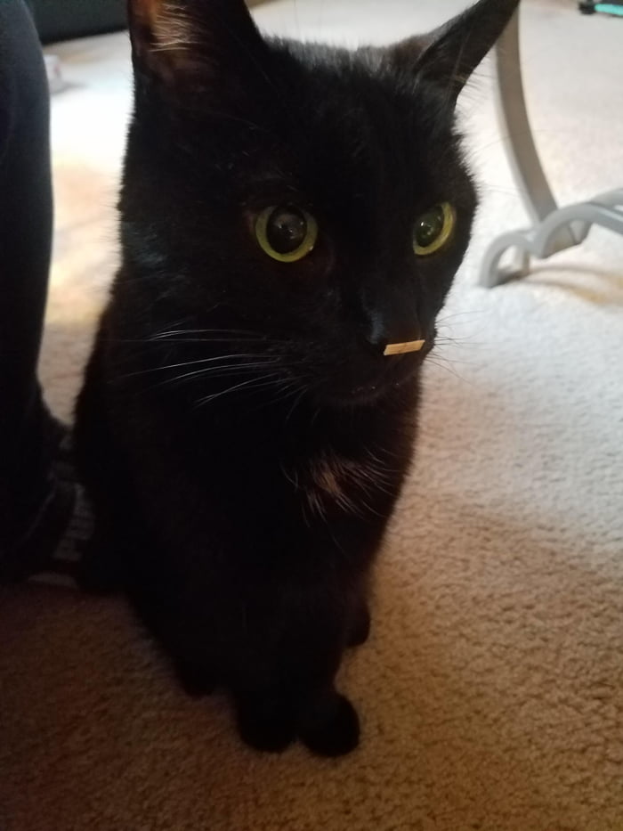 He wondered off into the house for an hour &amp; came back to living with something stuck on his nose. He didn't even know it was there .