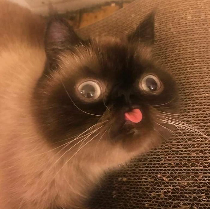 Hehe cat go blep